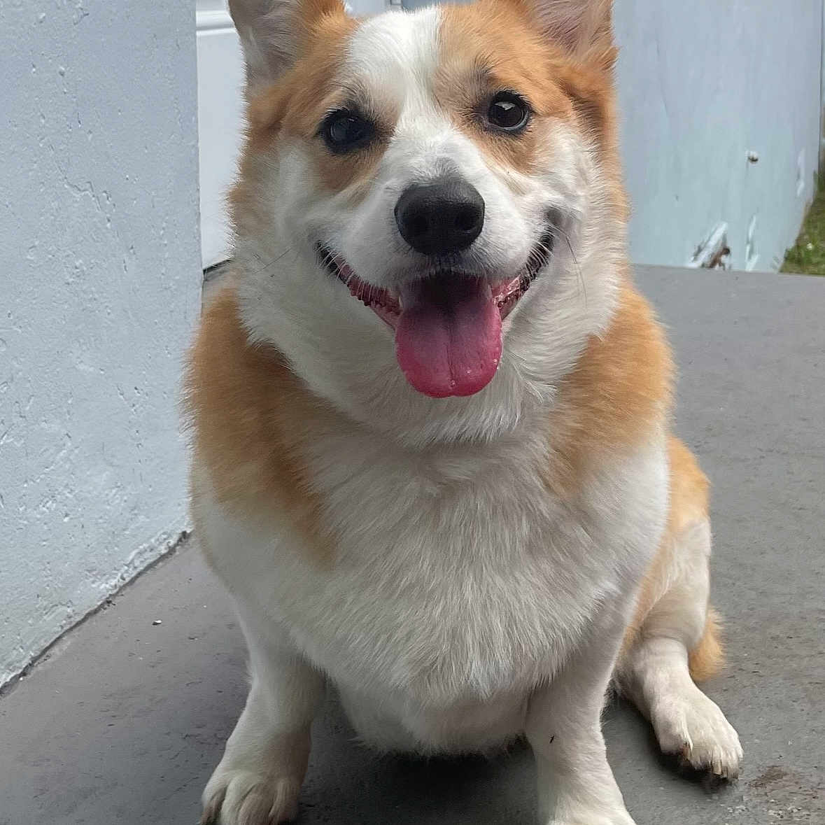 Nugget joined the competition — help win amazing prizes! accessories, animal, bodypart, canine, dog, eskimodog, husky, indoors, interiordesign, leash, mouth, person, pet, puppy, rock, slate, snout, strap, teeth, whitedog