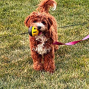 Roxy joined the competition — help win amazing prizes! dog, grass, toy, ball, leash, outdoor, pet, playful, brown, white, fluffy, animal, cute, happy, nature, summer, park, fun, pet_toy, leisure