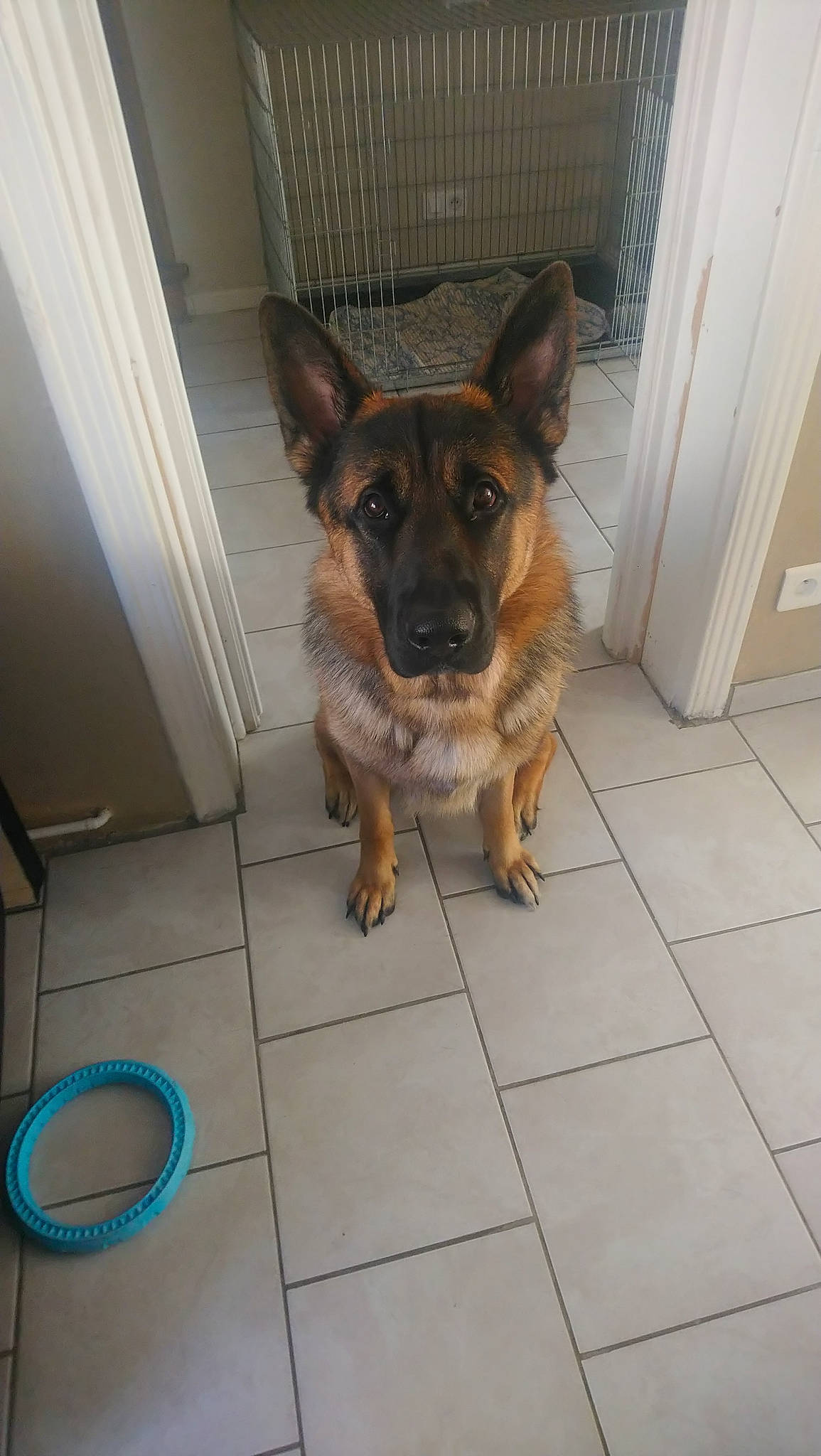Atos a rejoint le concours — aidez-le/la à gagner de superbes lots ! animal_shelter, carnivoran, dog, dog_breed, dog_breed_group, dog_like_mammal, puppy, snout, sporting_group