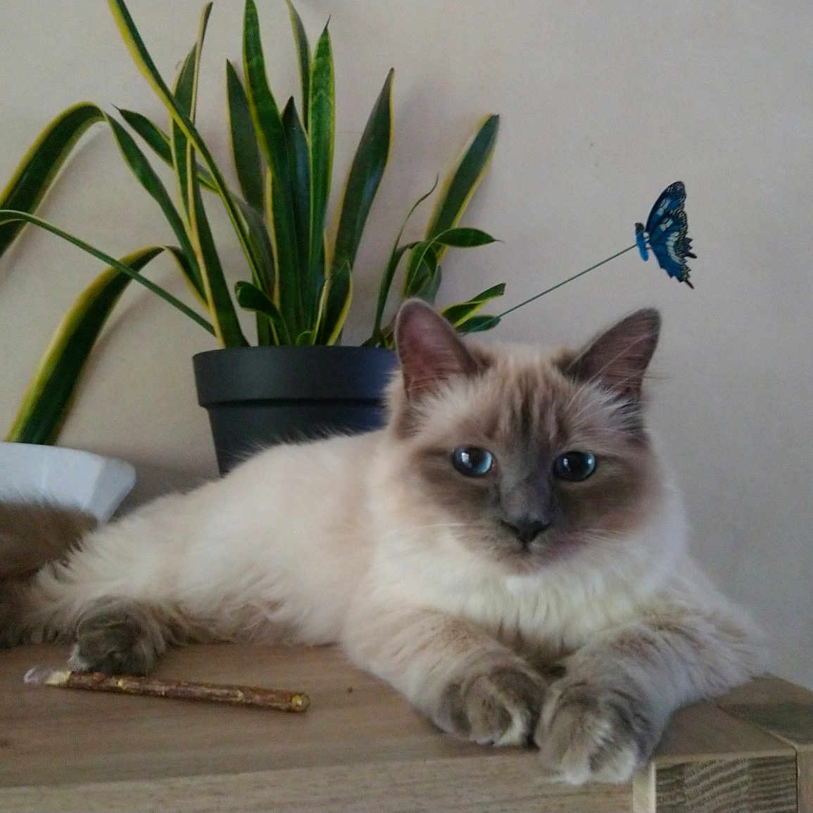 Princesse