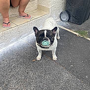 Marley participe au concours pour gagner de l'argent avec cette photo : animal, asphalt, black_and_white, casual, curious, daylight, dog, flip_flops, french_bulldog, legs, muzzle, outdoor, pacifier, person, pet, sidewalk, standing, tiled_steps, trash_bin, urban