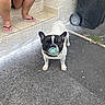 animal, asphalt, black_and_white, casual, curious, daylight, dog, flip_flops, french_bulldog, legs, muzzle, outdoor, pacifier, person, pet, sidewalk, standing, tiled_steps, trash_bin, urban