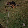 animal, canine, collar, dark, dog, field, german_shepherd, grass, grass_patch, leash, nature, night, outdoor, parked_cars, pet, pet_walk, puppy, shadow, side_view, young_dog