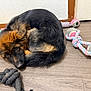 Azura participe au concours pour gagner de l'argent avec cette photo : animal, black_fur, blue, brown_fur, curled_up, cute, dog, floor, german_shepherd, gray, indoor, looking_up, pet, pink, playful, puppy, resting, rope_toy, wooden_floor, young_dog