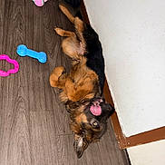 Azura a rejoint le concours — aidez-le/la à gagner de superbes lots ! animal, black, blue_toy, brown, corner, cute, dog, fur, german_shepherd, indoor, pet, pet_toys, pink_toy, playful, puppy, rope_toy, tongue_out, toy, wooden_floor, young