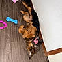 animal, black, blue_toy, brown, corner, cute, dog, fur, german_shepherd, indoor, pet, pet_toys, pink_toy, playful, puppy, rope_toy, tongue_out, toy, wooden_floor, young