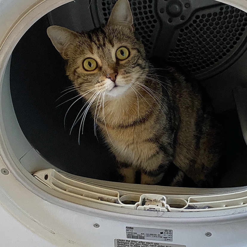 Capsule participe au concours pour gagner de l'argent avec cette photo : abyssinian, alloywheel, animal, appliance, car, carwheel, cat, device, electricaldevice, kitten, laundry, machine, manx, pet, spoke, tire, transportation, vehicle, washer, wheel