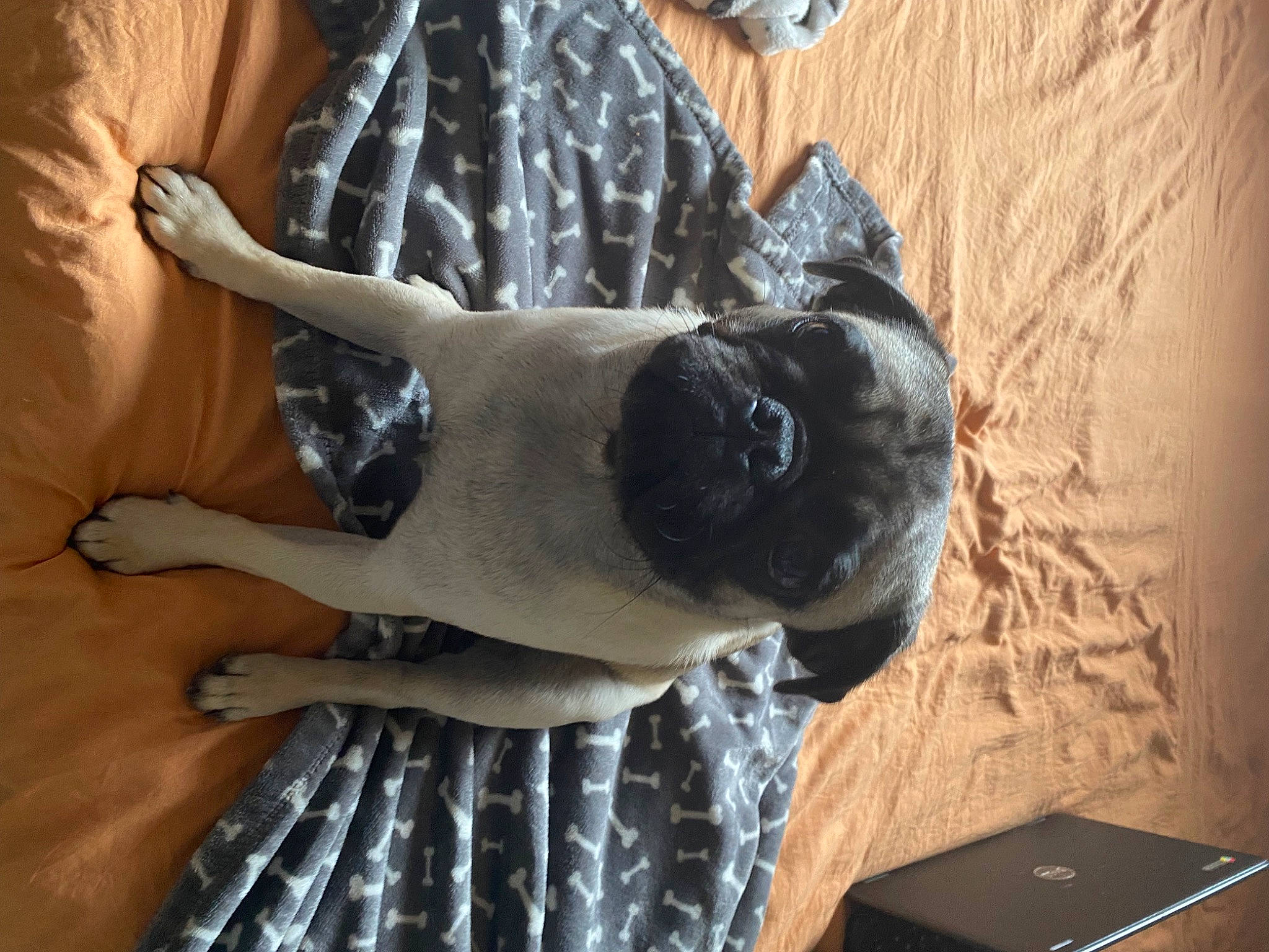 Rocco is registered to the contest to win money with this photo: canidae, carnivore, companion_dog, dog, dog_breed, elbow, fawn, foot, fur, gesture, human_leg, pattern, pug, snout, sporting_group, sunglasses, tail, toy_dog, working_animal, wrist