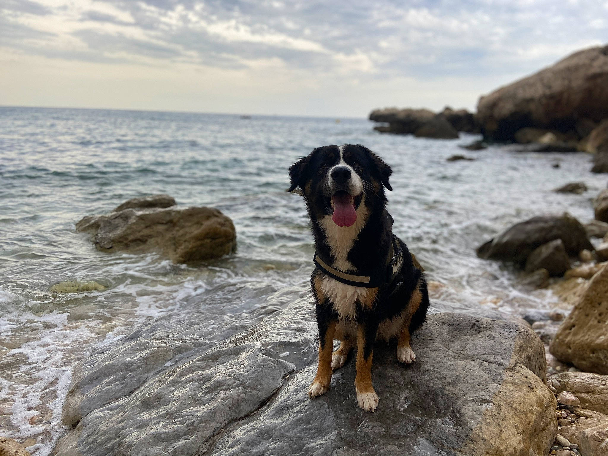 Happy a rejoint le concours — aidez-le/la à gagner de superbes lots ! australian_shepherd, beach, bernese_mountain_dog, border_collie, canidae, carnivore, coast, dog, dog_breed, english_shepherd, herding_dog, ocean, rock, sea, sporting_group, vacation, working_dog