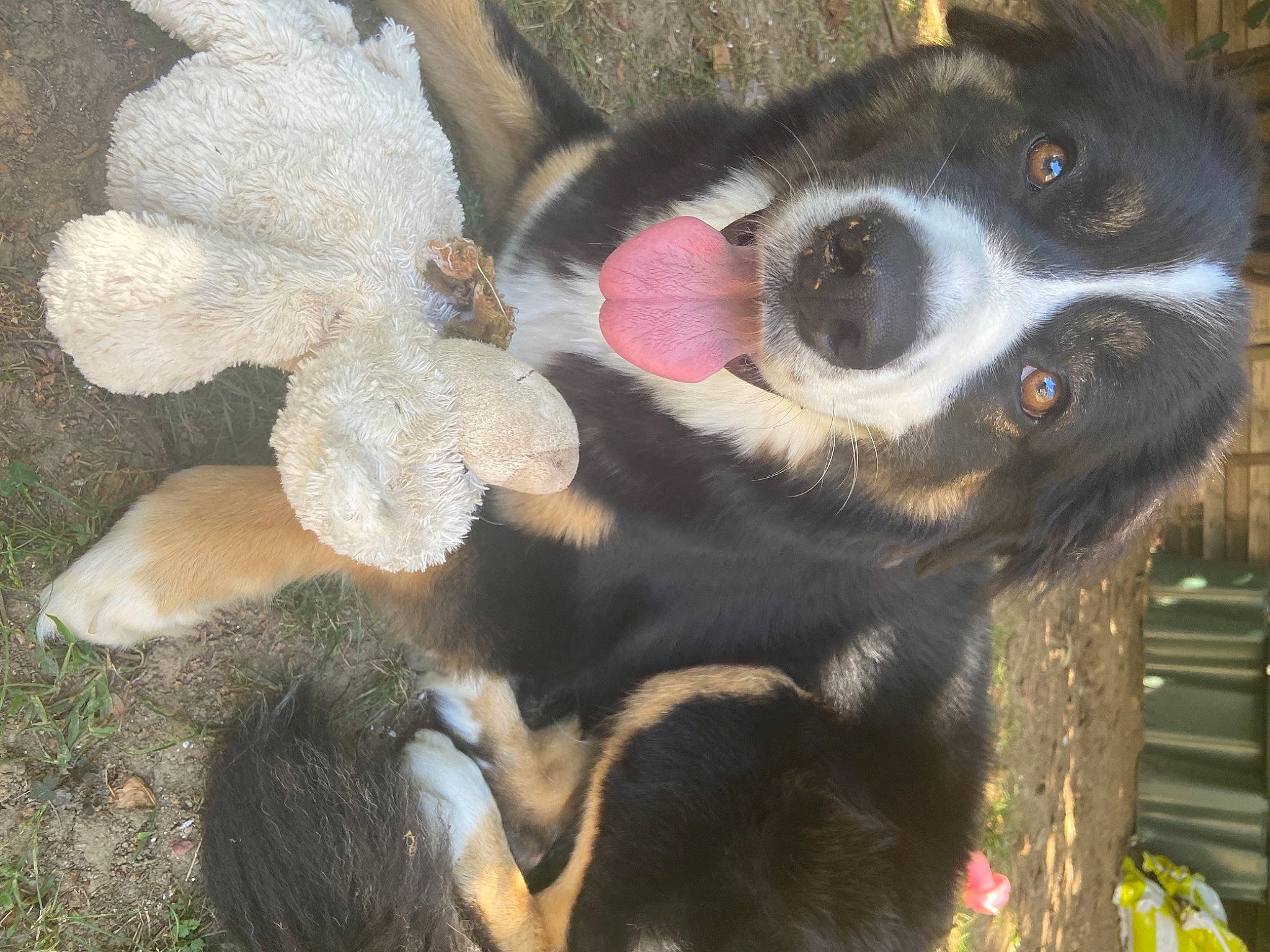 Happy a rejoint le concours — aidez-le/la à gagner de superbes lots ! bernese_mountain_dog, border_collie, canidae, carnivore, dog, dog_breed, mammal, nose, snout, texas_heeler, vertebrate
