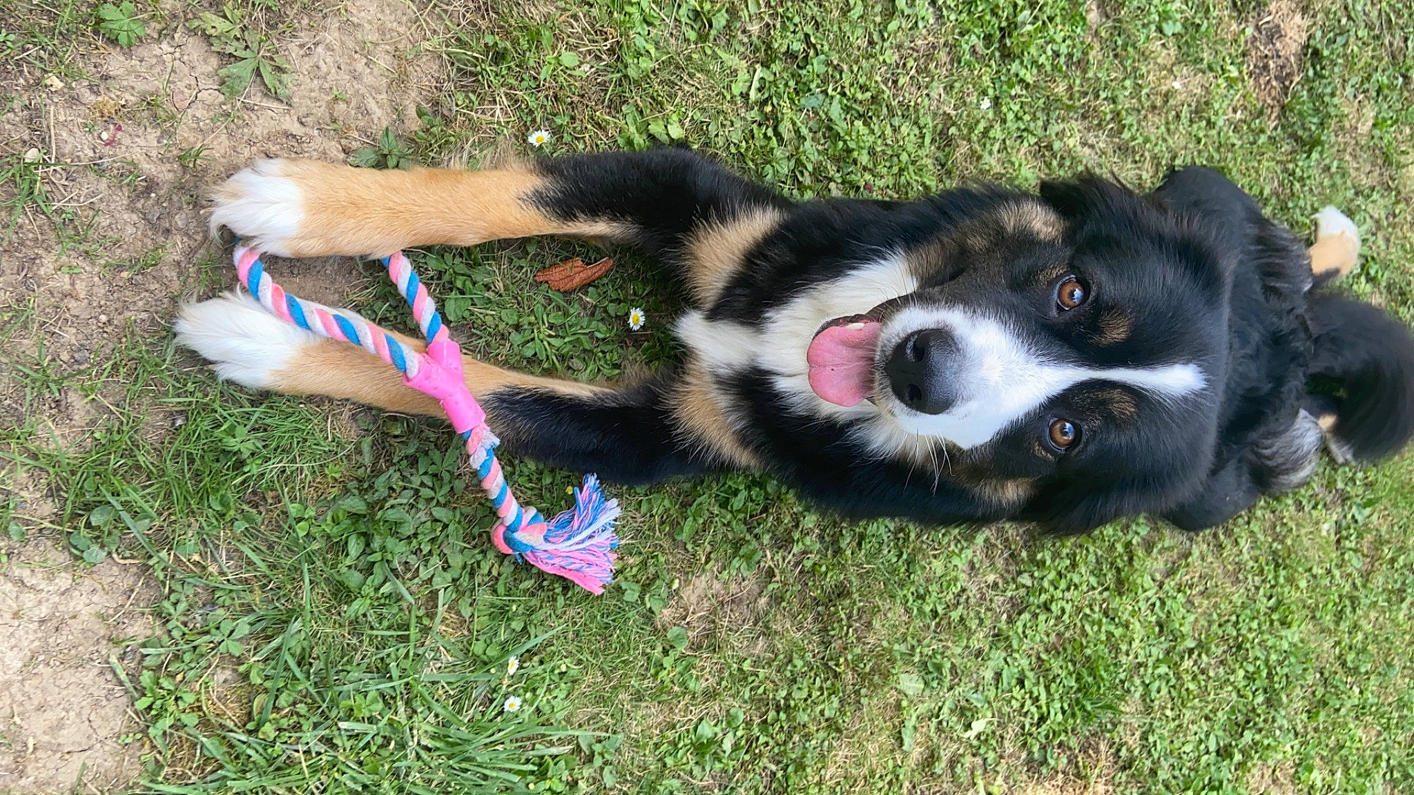 Happy participe au concours pour gagner de l'argent avec cette photo : australian_collie, border_collie, canidae, carnivore, dog, dog_breed, english_shepherd, entlebucher_mountain_dog, grass, mammal, tail, welsh_sheepdog