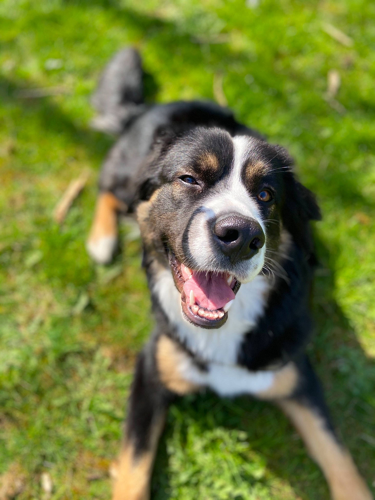 Happy a rejoint le concours — aidez-le/la à gagner de superbes lots ! appenzeller_sennenhund, australian_collie, australian_shepherd, bernese_mountain_dog, border_collie, canidae, carnivore, companion_dog, dog, dog_breed, english_shepherd, entlebucher_mountain_dog, herding_dog, mammal, rare_breed_dog, snout, sporting_group, vertebrate, welsh_sheepdog, working_dog