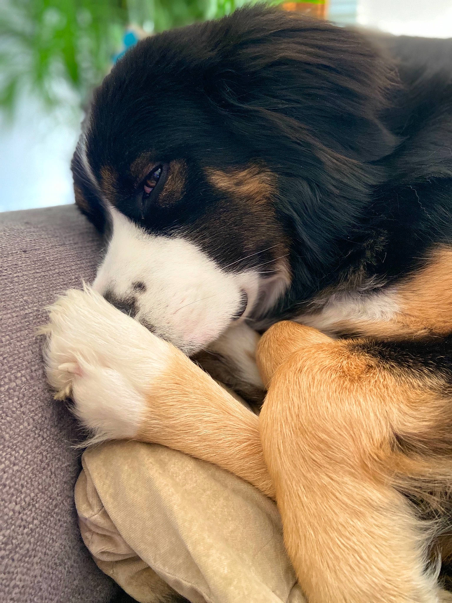 Happy participe au concours pour gagner de l'argent avec cette photo : bernese_mountain_dog, canidae, carnivore, companion_dog, dog, dog_breed, english_shepherd, mammal, puppy, puppy_love, snout, sporting_group, vertebrate