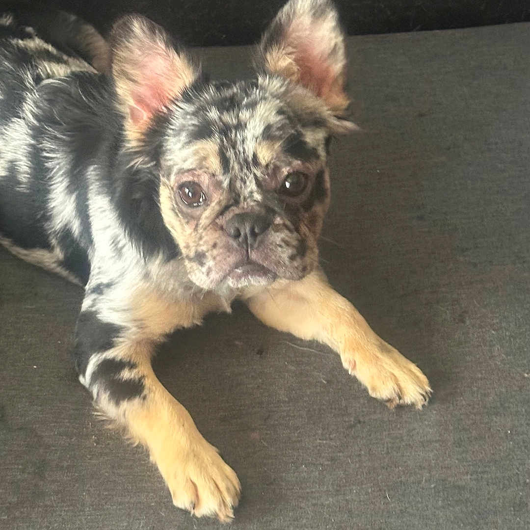 Chanel is registered to the contest to win money with this photo: dog, puppy, merle_coat, pet, indoor, gray_sofa, curious, ears, fur, lying_down, animal, canine, looking_at_camera, resting, domestic_animal, young_dog, companion, cute, small_dog, portrait