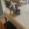 dog, small_dog, spotted, table, dining_table, lace_tablecloth, wooden_chair, indoor, curious, pet, animal, light, room, furniture, door, floor, tile_floor, house, domestic, companion