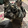 Chanel is registered to the contest to win money with this photo: dog, puppy, french_bulldog, merle_coat, pet, animal, bed, quilt, patchwork, indoor, curious, cute, ears, fur, snout, whiskers, looking_up, companion, adorable, small