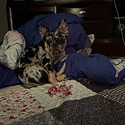Chanel joined the competition — help win amazing prizes! dog, bed, blanket, quilt, patchwork, ears, fur, indoor, wooden_furniture, headboard, blue, brown, white, black, curled_up, pet, resting, animal, cozy, dim_light