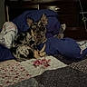 dog, bed, blanket, quilt, patchwork, ears, fur, indoor, wooden_furniture, headboard, blue, brown, white, black, curled_up, pet, resting, animal, cozy, dim_light