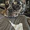 Chanel is registered to the contest to win money with this photo: dog, merle, close_up, lying_down, bed, quilted_surface, torn_paper, mischievous, pet, indoor, animal, face, ears, fur, expression, brown_eyes, snout, paw, texture, resting