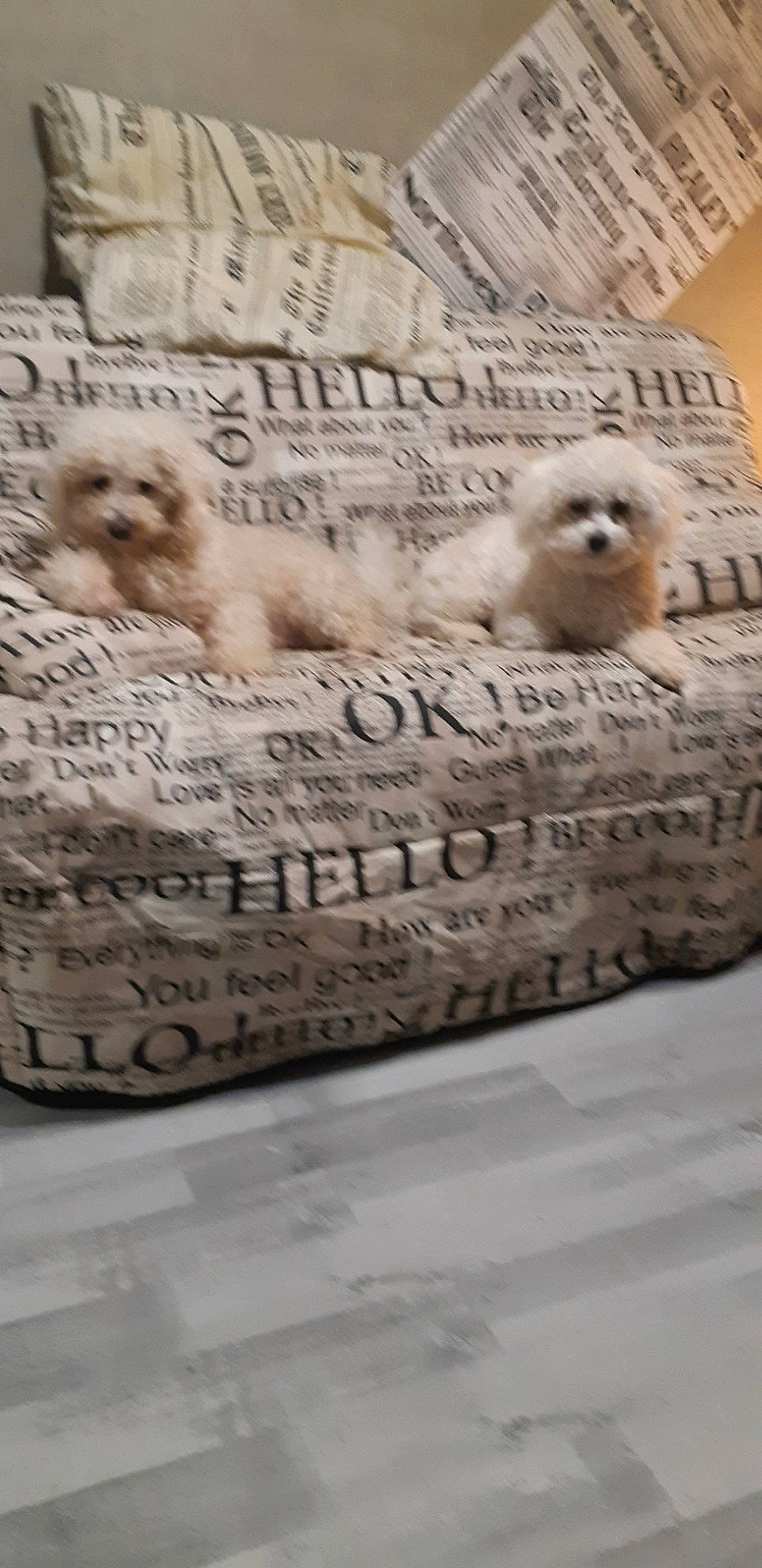 Rosy Et Janha a rejoint le concours — aidez-le/la à gagner de superbes lots ! art, canidae, carnivore, carving, companion_dog, dog, dog_breed, felidae, flooring, font, fur, luxury_vehicle, mid_size_car, photo_caption, sculpture, snout, sporting_group, terrestrial_animal, wildlife, wood