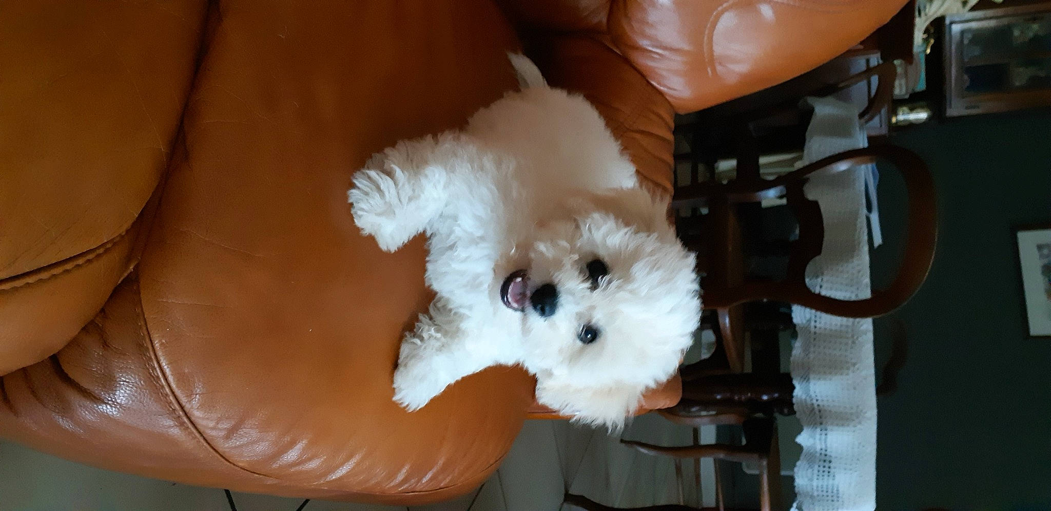 Rosy Et Janha a rejoint le concours — aidez-le/la à gagner de superbes lots ! bichon, bichon_frise, brown, carnivore, companion_dog, dog, dog_breed, fur, leather, non_sporting_group, plush, poodle, stuffed_toy, tan, toy, toy_dog, working_animal