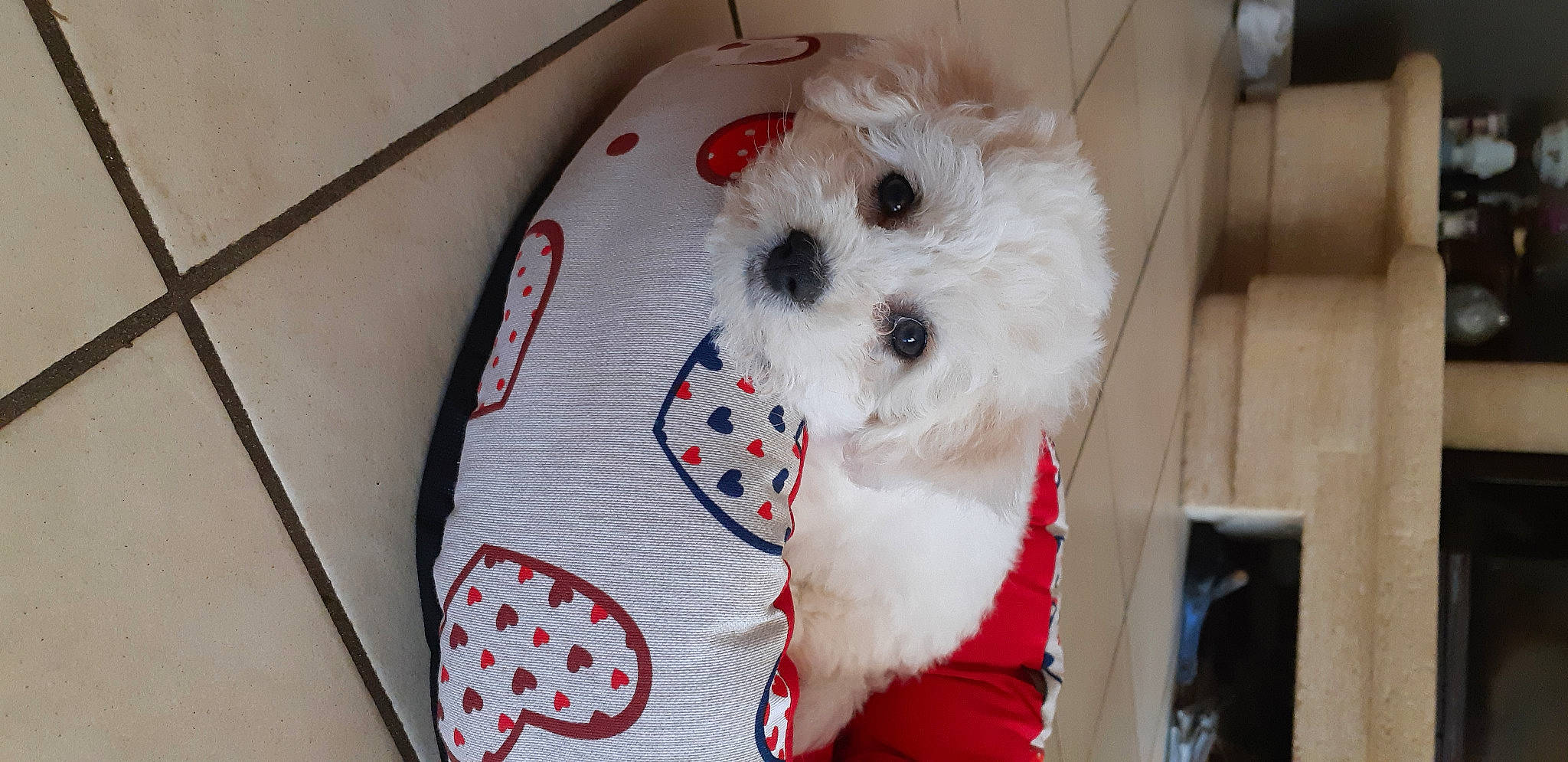 Rosy a rejoint le concours — aidez-le/la à gagner de superbes lots ! bichon, bolognese, canidae, carnivore, companion_dog, coton_de_tulear, dog, dog_breed, maltepoo, maltese, mammal, non_sporting_group, puppy, rare_breed_dog, schnoodle, snout, sporting_lucas_terrier, toy_dog, vertebrate, west_highland_white_terrier