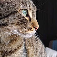 Simba a rejoint le concours — aidez-le/la à gagner de superbes lots ! cat, tabby, close_up, profile, green_eye, whiskers, fur, pet, animal, indoor, soft_light, focused, curious, portrait, domestic_cat, mammal, face, ears, nose, background_blur