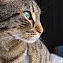 cat, tabby, close_up, profile, green_eye, whiskers, fur, pet, animal, indoor, soft_light, focused, curious, portrait, domestic_cat, mammal, face, ears, nose, background_blur