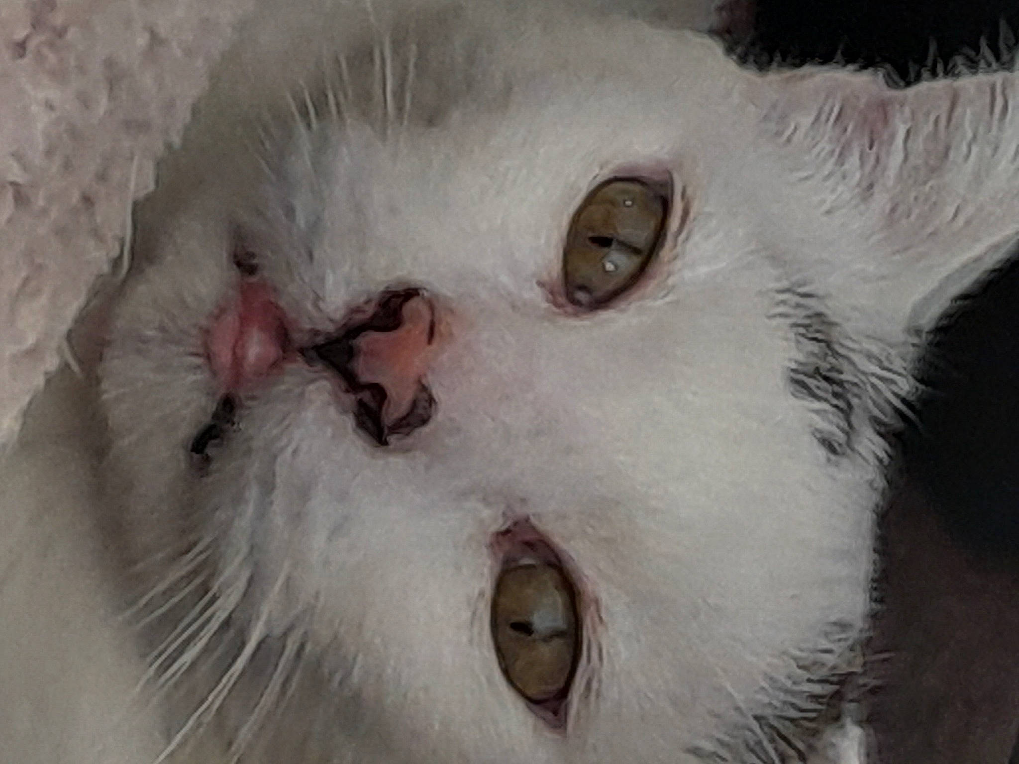 Pimouss a rejoint le concours — aidez-le/la à gagner de superbes lots ! carnivore, cat, close_up, domestic_short_haired_cat, ear, eyelash, felidae, fur, iris, no_expression, nose, small_to_medium_sized_cats, snout, terrestrial_animal, whiskers