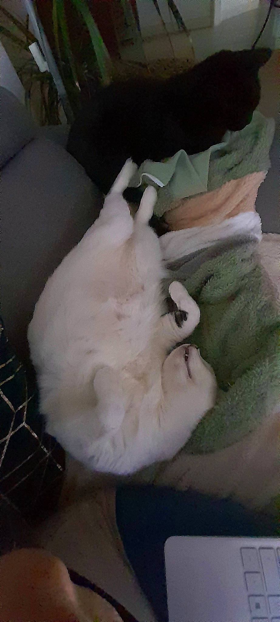 Pimouss participe au concours pour gagner de l'argent avec cette photo : canidae, carnivore, cat, cockatoo, companion_dog, dog_breed, duck, feather, felidae, fowl, fur, livestock, paw, poultry, small_to_medium_sized_cats, sporting_group, tail, toy, whiskers