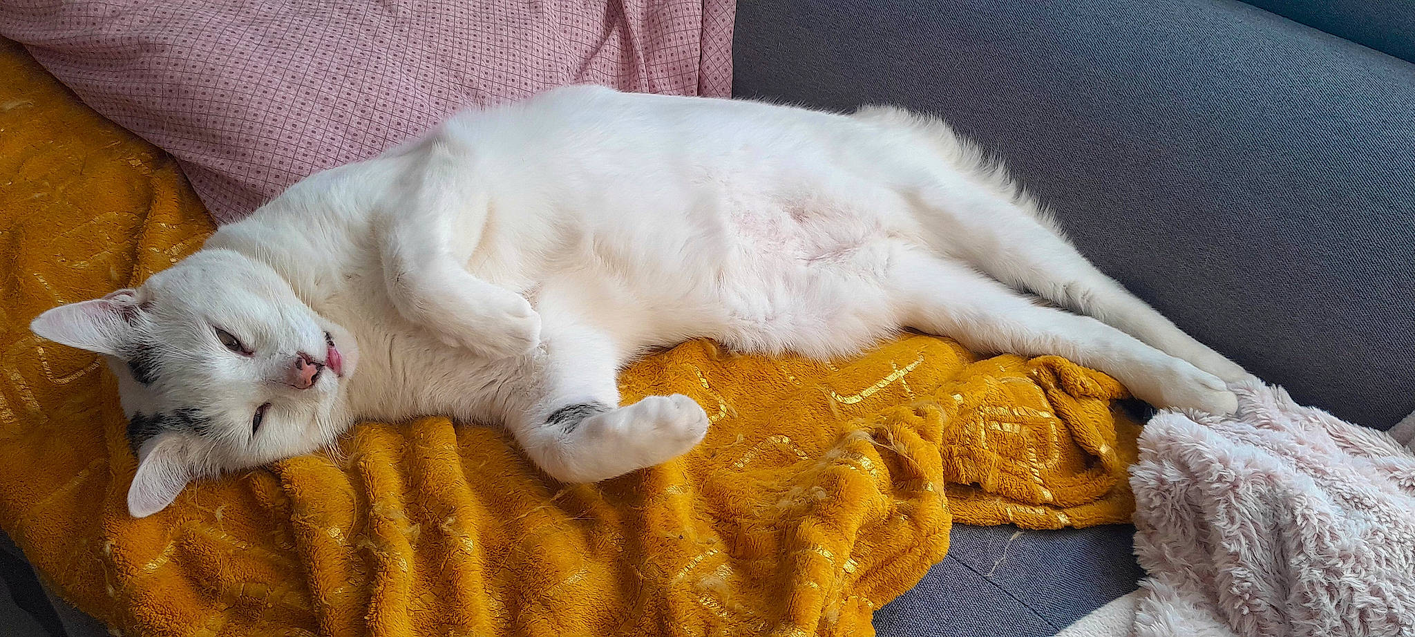 Pimouss a rejoint le concours — aidez-le/la à gagner de superbes lots ! bed, canidae, carnivore, cat, claw, comfort, companion_dog, fang, fawn, felidae, fur, linens, nap, paw, sleep, small_to_medium_sized_cats, snout, tail, terrestrial_animal, whiskers