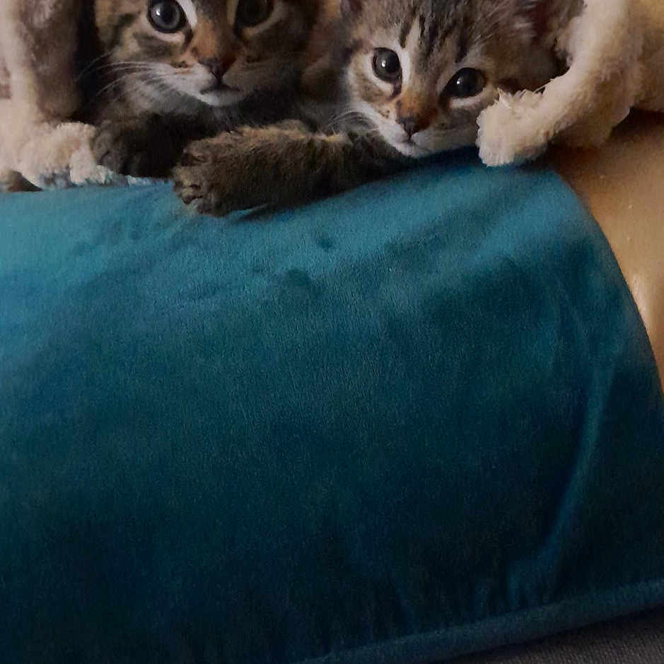 June Et Simba