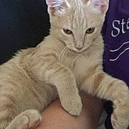 Simba is registered to the contest to win money with this photo: animal, arm, cat, claws, closeup, cute, ears, fur, indoor, kitten, light_orange, paw, person, pet, purple_shirt, relaxed, tabby, text_on_shirt, whiskers, young_cat