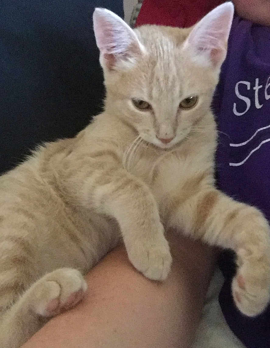 Simba is registered to the contest to win money with this photo: animal, arm, cat, claws, closeup, cute, ears, fur, indoor, kitten, light_orange, paw, person, pet, purple_shirt, relaxed, tabby, text_on_shirt, whiskers, young_cat