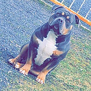 Tayron participe au concours pour gagner de l'argent avec cette photo : alert, animal, black, brown, canine, dog, ears, face, fence, grass, gravel, ground, nature, outdoor, paw, pet, portrait, rust, sitting, white