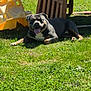 animal, backyard, canine, daytime, dog, grass, greenery, happy, lawn, nature, outdoor, pet, plastic_slide, playground, recreation, resting, summer, sunlight, tongue_out, wooden_structure