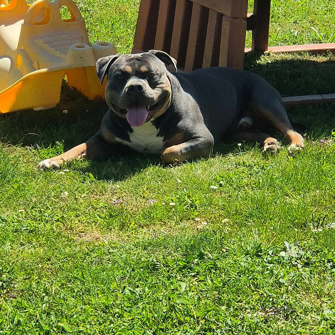 Tayron a rejoint le concours — aidez-le/la à gagner de superbes lots ! animal, backyard, canine, daytime, dog, grass, greenery, happy, lawn, nature, outdoor, pet, plastic_slide, playground, recreation, resting, summer, sunlight, tongue_out, wooden_structure