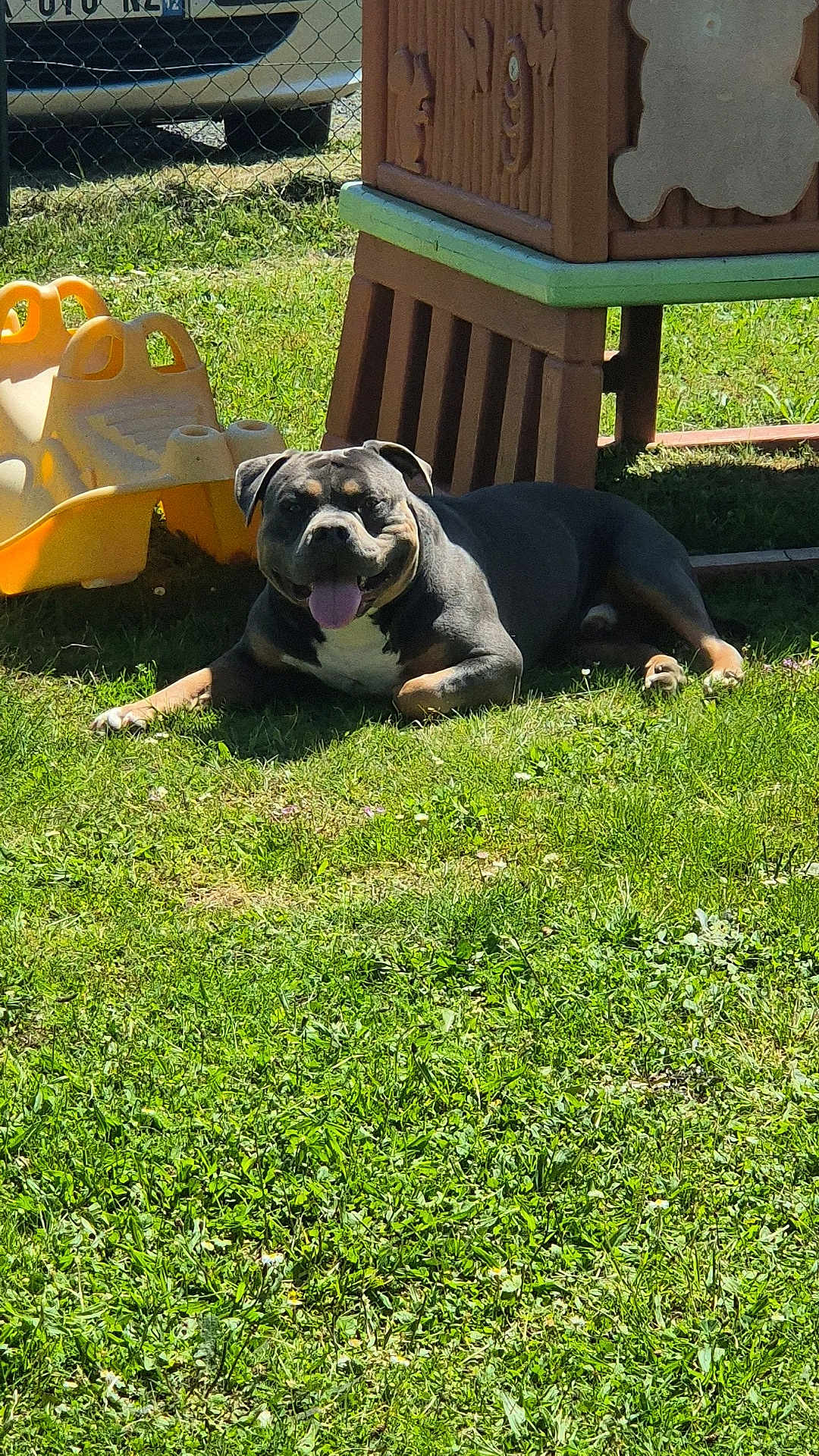 Tayron a rejoint le concours — aidez-le/la à gagner de superbes lots ! animal, backyard, canine, daytime, dog, grass, greenery, happy, lawn, nature, outdoor, pet, plastic_slide, playground, recreation, resting, summer, sunlight, tongue_out, wooden_structure