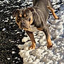 Tayron participe au concours pour gagner de l'argent avec cette photo : alert, animal, black, brown, canine, dog, fur, ground, legs, looking, nature, outdoor, person, pet, snow, standing, sunlight, tan, white, winter