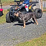 Tayron participe au concours pour gagner de l'argent avec cette photo : animal, atv, blue_jacket, casual, child, daylight, dog, fence, gate, grass, gravel, hedge, outdoor, pet, playing, road, sunny, toy, vehicle, yard