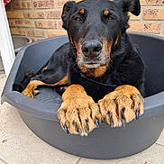 Nascha participe au concours pour gagner de l'argent avec cette photo : dog, pet_bed, black_dog, tan_paws, large_paws, brick_wall, tiled_floor, outdoor, relaxed, canine, animal, paw_claws, resting, close_up, portrait, calm, domestic_animal, looking_at_camera, furry, companion
