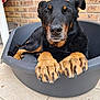 dog, pet_bed, black_dog, tan_paws, large_paws, brick_wall, tiled_floor, outdoor, relaxed, canine, animal, paw_claws, resting, close_up, portrait, calm, domestic_animal, looking_at_camera, furry, companion