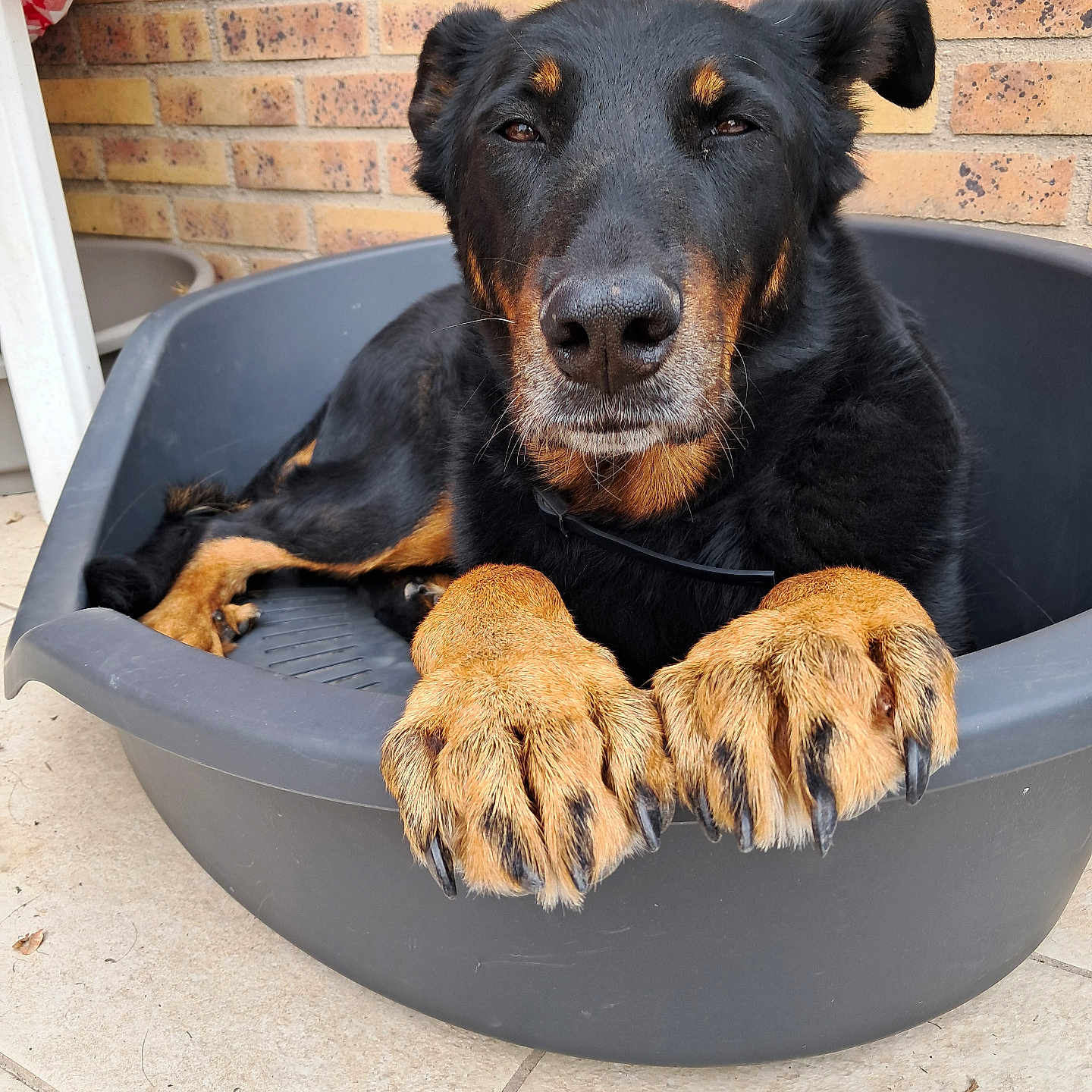 Nascha participe au concours pour gagner de l'argent avec cette photo : animal, black_dog, brick_wall, calm, canine, close_up, companion, dog, domestic_animal, furry, large_paws, looking_at_camera, outdoor, paw_claws, pet_bed, portrait, relaxed, resting, tan_paws, tiled_floor