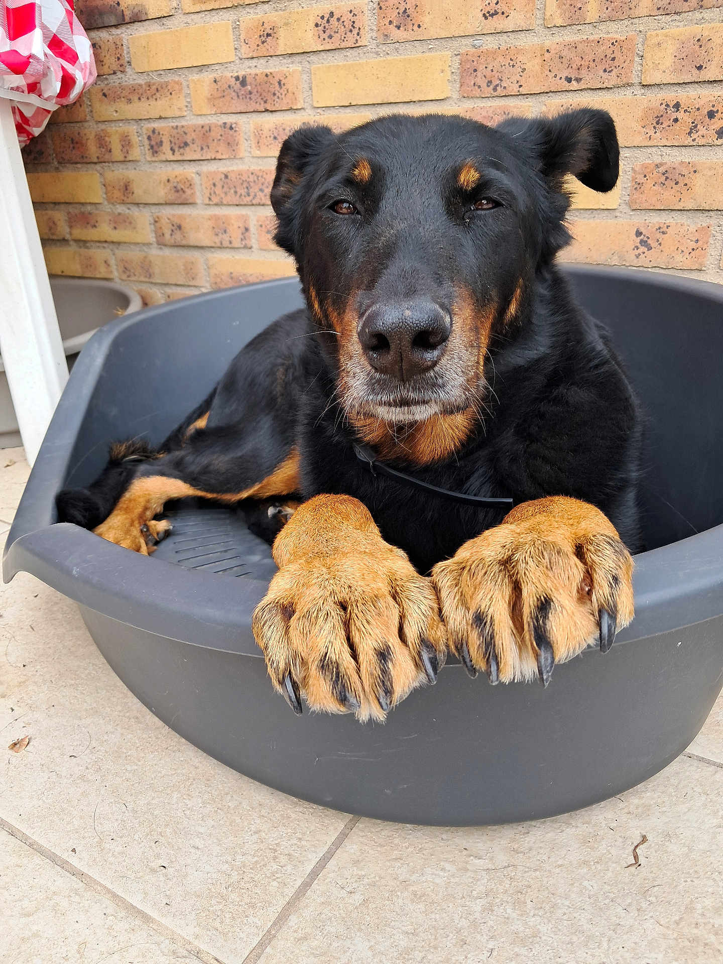 Nascha participe au concours pour gagner de l'argent avec cette photo : dog, pet_bed, black_dog, tan_paws, large_paws, brick_wall, tiled_floor, outdoor, relaxed, canine, animal, paw_claws, resting, close_up, portrait, calm, domestic_animal, looking_at_camera, furry, companion