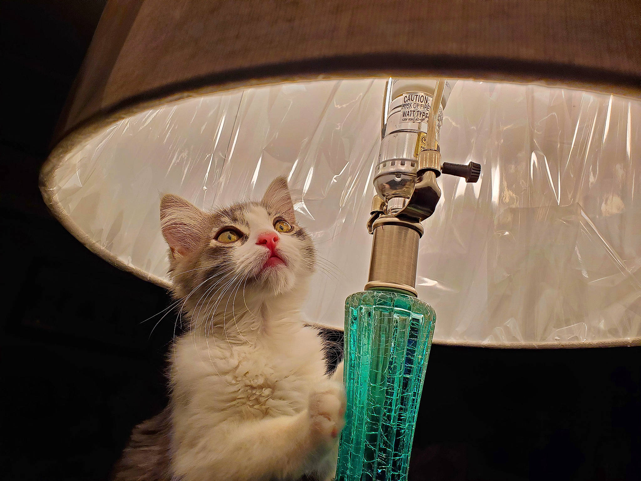 Bre is registered to the contest to win money with this photo: carnivore, cat, claw, domestic_short_haired_cat, fang, fashion_accessory, fawn, felidae, fur, household_supply, mammal, musical_instrument, paw, pet_supply, photo_caption, plumbing_fixture, small_to_medium_sized_cats, tail, vertebrate, whiskers