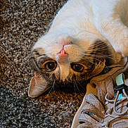 Rai joined the competition — help win amazing prizes! cat, pet, animal, carpet, sneaker, shoe, lying_down, curious, close_up, indoor, whiskers, fur, cute, playful, domestic_cat, face, nose, ears, paw, relaxed