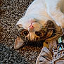 cat, pet, animal, carpet, sneaker, shoe, lying_down, curious, close_up, indoor, whiskers, fur, cute, playful, domestic_cat, face, nose, ears, paw, relaxed