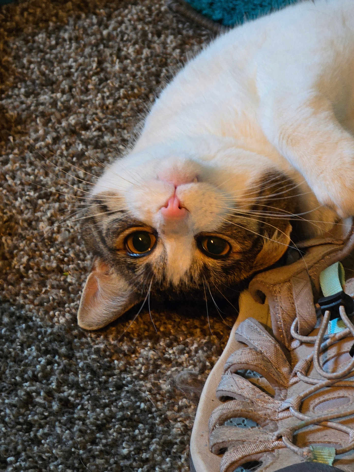 Rai joined the competition — help win amazing prizes! cat, pet, animal, carpet, sneaker, shoe, lying_down, curious, close_up, indoor, whiskers, fur, cute, playful, domestic_cat, face, nose, ears, paw, relaxed