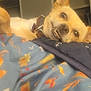 animal, autumn_leaves, bedroom, blanket, canine, close_up, collar, colorful, comfortable, cozy, dog, domestic, furniture, indoor, lying_down, pet, relaxed, resting, small_dog, smiling
