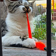 Fatty joined the competition — help win amazing prizes! cat, tabby, white_fur, orange_toy, toy, paws, outdoor, wooden_table, greenery, playful, feline, pet, closeup, relaxed, whiskers, fuzzy, nature, animal, domestic, cute